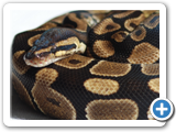 ballpython