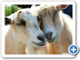 goatlove