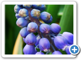 grapehyacinth