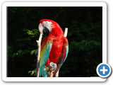 macaw