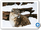 snowleopard