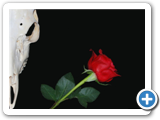 skull_and_rose